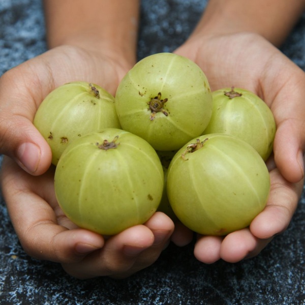 Do you know the Excellent Health Benefits of Gooseberry and Drinking Amla Juice in Empty Stomach is the Best for all Do you know the Excellent Health Benefits of Gooseberry and Drinking Amla Juice in Empty Stomach is the Best for all
