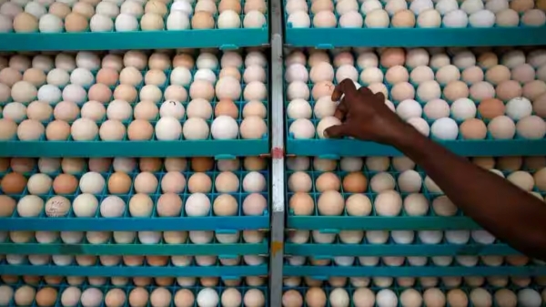 Egg price hiked to unprecedented level in the history