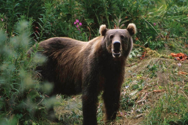 Do you know the special qualities of bear? Do you know the special qualities of bear?