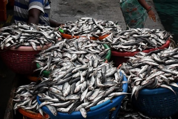 Is it safe to buy fish from north Chennai after Ennore Gas Leak and Oil Issue companies Is it safe to buy fish from north Chennai after Ennore Gas Leak and Oil Issue companies