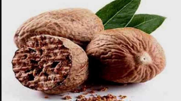  Do you know the Excellent Health Benefits of Masikkai and Maasikkai is the Best Herbal Medicine for Born Babies