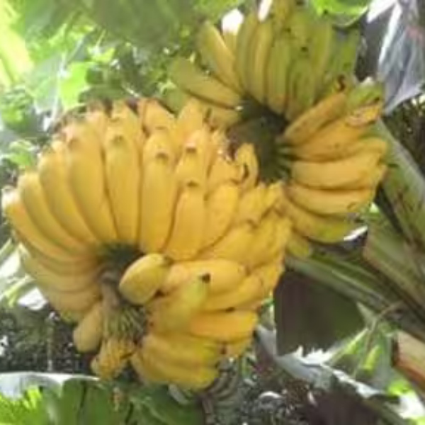 Do you know the Excellent Health Benefits of Rasthali and Can Sugar Patients can take Bananas 