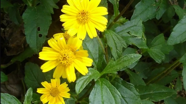 Do you know the Health Benefits of Karisalankanni Keerai and Manjal Karisalankanni Leaves are the Best for Lungs