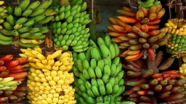 Do you know Amazing Health Benefits of Bananas and what will happen when you eat bananas in empty stomach 