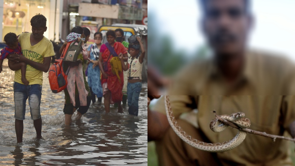Chennai corporation released snake catchers phone numbers 