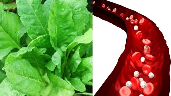 Do you know the Excellent benefits of Guava Leaves and 6 healthy morning drinks that can help you to Lose weight Do you know the Excellent benefits of Guava Leaves and 6 healthy morning drinks that can help you to Lose weight