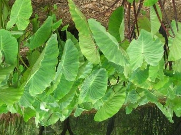Do you know the Health Benefits of Seppankizhangu Leaf and Taro Leaves are the Best for Women