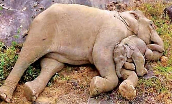 Heart Touching incident in Coimbatore and baby elephant sleeping on mothers embrace near Pollachi Valparai