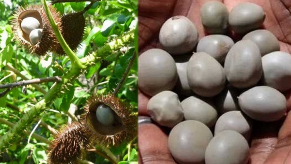 Do you know the Excellent Health Benefits of Kazharchikkai Seeds and Kalarchikkai Leaves are the Best for Men 