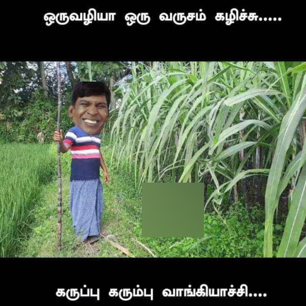 Pongal memes: Funny memes collection on Pongal 15-01-2024