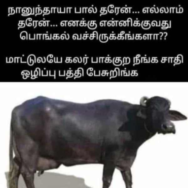 Pongal memes: Funny memes collection on Pongal kolam 17-01-2024