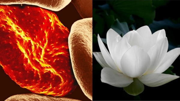 Do you know the Excellent Health Benefits of Lotus Flowers and lotus flower Oil is the Best for Hair Growth