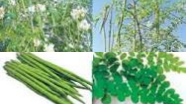 Do you know the Excellent Health benefits of Drumstick Tree and Murungai Poo is the Best Treatment for men, women Do you know the Excellent Health benefits of Drumstick Tree and Murungai Poo is the Best Treatment for men, women