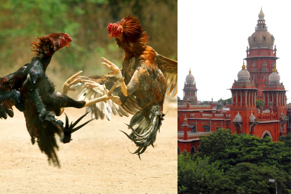 High Court given permission to cock fighting competitions in Thiruvallur district High Court given permission to cock fighting competitions in Thiruvallur district
