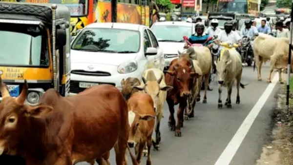 old-man-died-after-being-run-over-by-a-cow-in-nanga-nallur-chennai-people-panic-due-to-the-continui