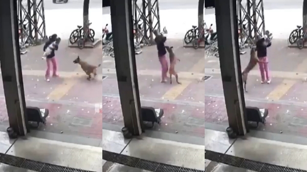 Can street dog lovers please share how can human beings protects themselves and their kids in such situations 