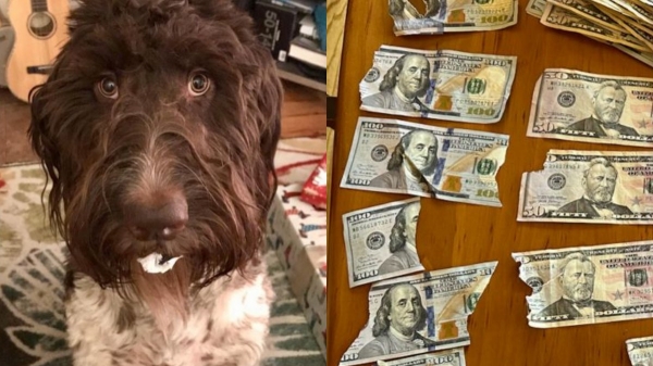In US a dog eating 4,000 Dollar its worth is Rs.3.32 laks and couple shocked 