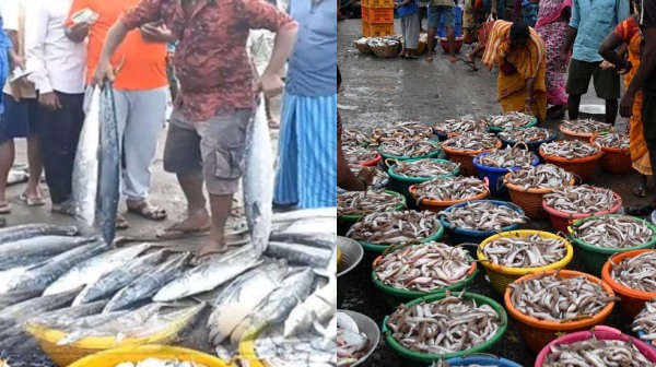 Chennai Kasimedu fishing port and increase in fish sales after 30 days including 4 Government Holidays