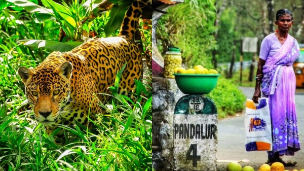 A panther roams the hills of Panthalur in Nilgiris district 