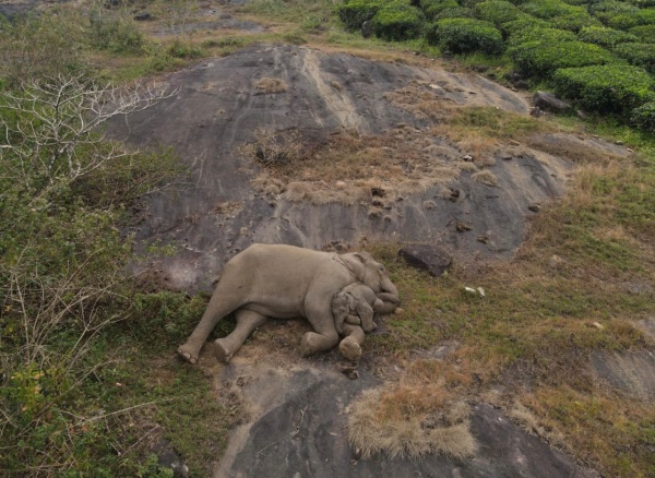 Heart Touching incident in Coimbatore and baby elephant sleeping on mothers embrace near Pollachi Valparai