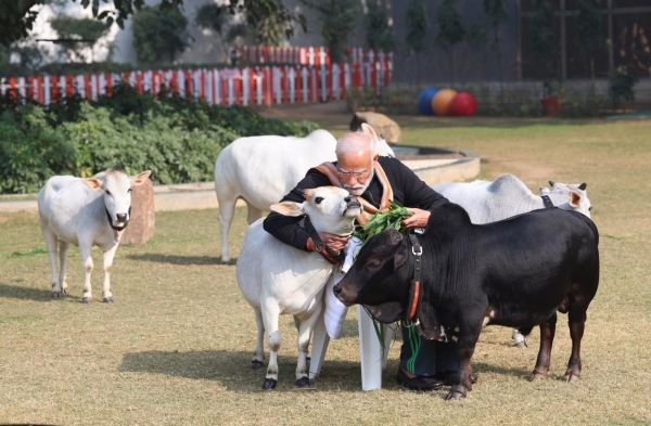 PM Modi feeds cows at his residence