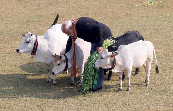 PM Modi feeds cows at his residence