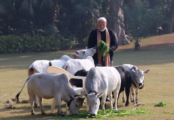 PM Modi feeds cows at his residence
