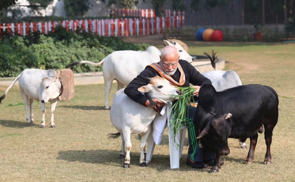 PM Modi feeds cows at his residence