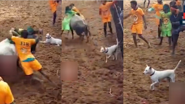  Dog roam around the Madurai Avaniyapuram Jallikattu Ground for some minutes