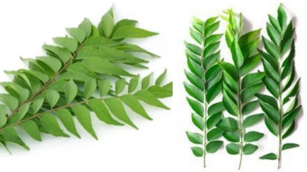 Do you know the Excellent Health benefits in Curry Leaf and Can Diabetic Patients take Curry Leaves Powder