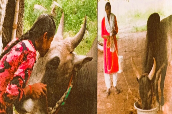 In Trichy district near Manapparai College girl students rearing jallikattu bulls 