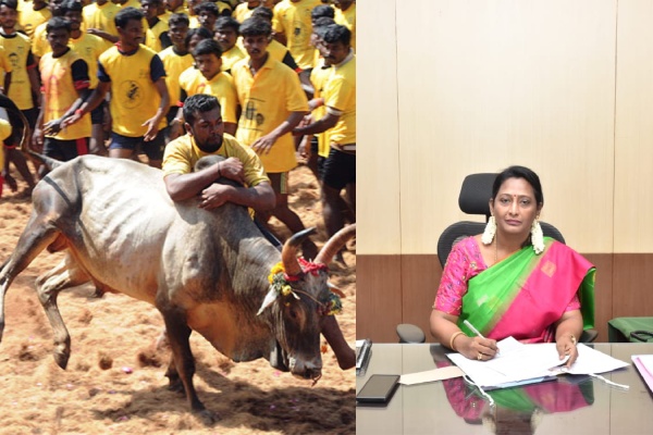 Alanganallur Jallikattu on 17th January 2024 says Maduari district Collector Sangeetha Alanganallur Jallikattu on 17th January 2024 says Maduari district Collector Sangeetha