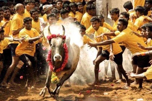 The information given by Nirmala Sitharaman about Jallikattu is controversial 