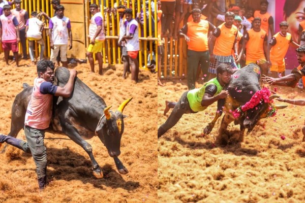 Pongal festival Madurai jallikattu: Online regestration for bulls today last date 