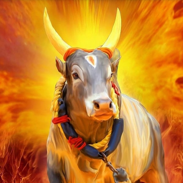 The information given by Nirmala Sitharaman about Jallikattu is controversial 