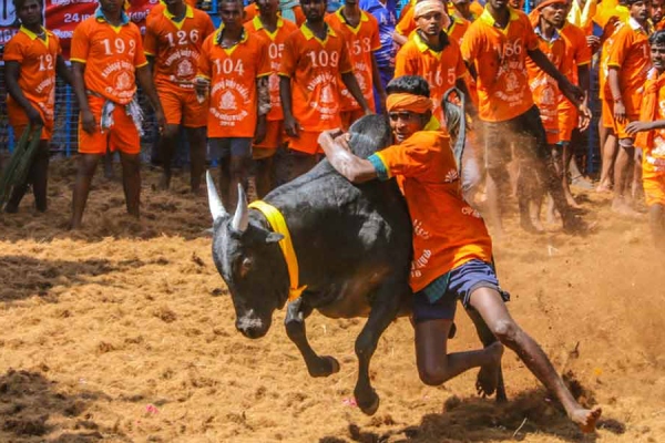 The information given by Nirmala Sitharaman about Jallikattu is controversial 