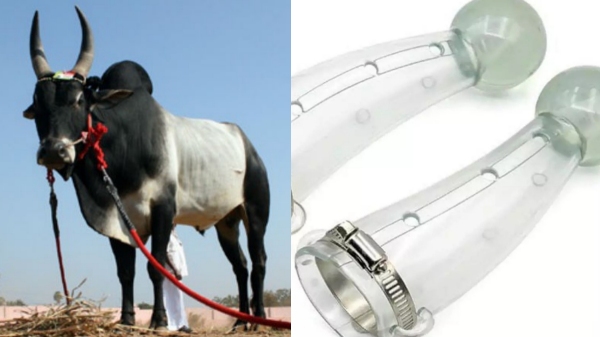 Govt is planning to install protective shield made of rubber on bull horns in jallikattu 