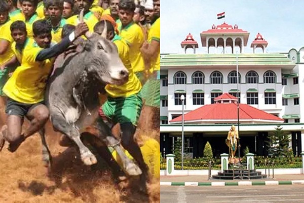 Madras high court Madurai bench orders Avaniyapuram Jallikattu judgement today 