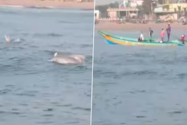 Chennai Neelankarai Beach and Do you know Dolphins spotted at ECR neelangarai beach, video