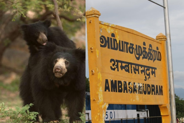 As there is a bear movement in the Ambasamudram area, the public urged the forest department to catch it As there is a bear movement in the Ambasamudram area, the public urged the forest department to catch it
