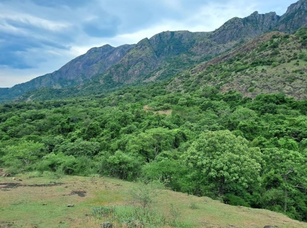 Shenbaga Thoppu, 8 km west from Srivilliputtur is a very good option for trekking 