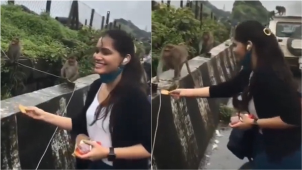 The monkeys refused to buy the biscuits distributed by the young tourist woman 