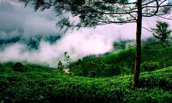  Ooty and Kodaikanal are some of the best honeymoon destinations in February that celebrate love