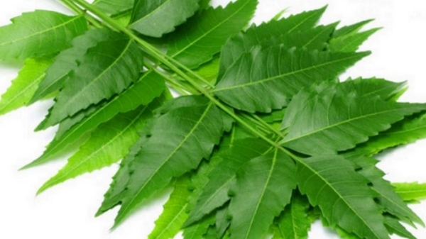 Do you know the Excellent benefits of Neem Leaves and Neem leaf is the Best Treatment for Healthy Skin, Hair growth