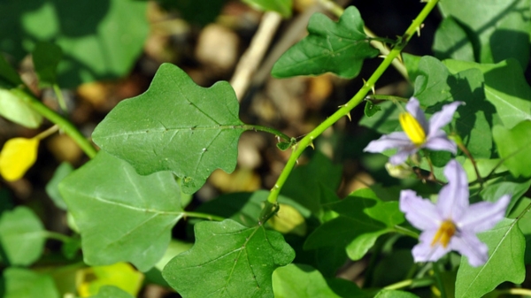 Do you know the Excellent Health Benefits of Thoothuvalai Herbal and Thoothuvalai Leaf Powder is the Best for Lungs