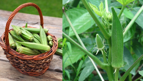 Do you know the Excellent Health Benefits of Ladies Finger and Lady Finger is the Best for Diabetics Do you know the Excellent Health Benefits of Ladies Finger and Lady Finger is the Best for Diabetics