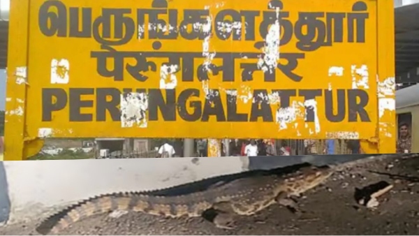 Chennai Flood: Another Crocodile was seen in the Perungalathur, ECR Road and what happened actually