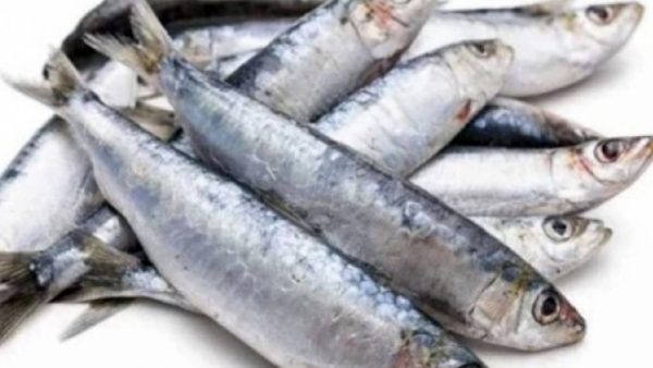 Do you know the Excellent Health Benefits of Mathi Fish and Sardine Fish is the Best food for Pregnant woman