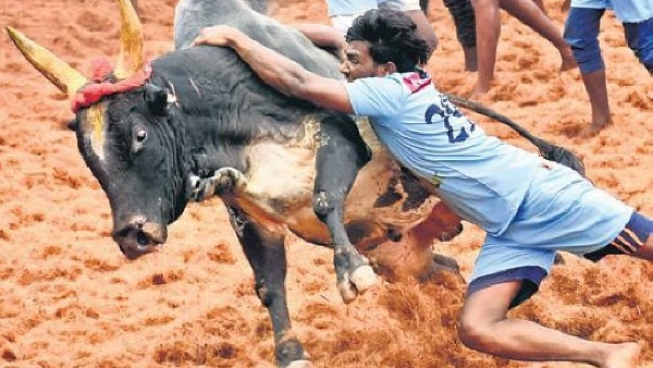 Eligibility certificate is issued from today to bulls participating in Madurai district jallikattu 