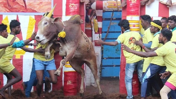 How to Book Chennai to Alanganallur Jallikattu Tour How to Book Chennai to Alanganallur Jallikattu Tour